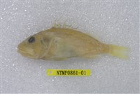 藏品(囊頭鮋)的圖片